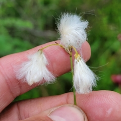 Eriophorum gracile