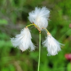 Eriophorum gracile
