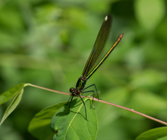 Calopteryx maculata