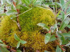 Dicranum elongatum