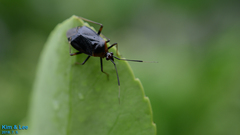 Deraeocoris ater