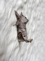Clostera anachoreta