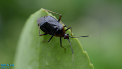 Deraeocoris ater