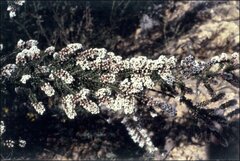 Thryptomene calycina