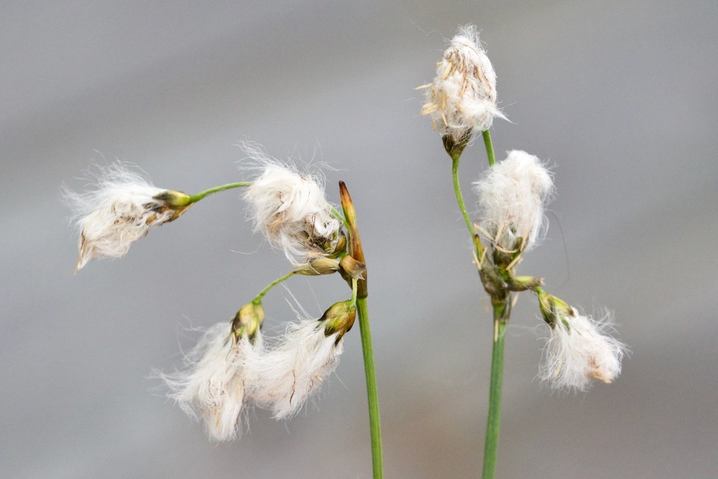 slender cottongrass