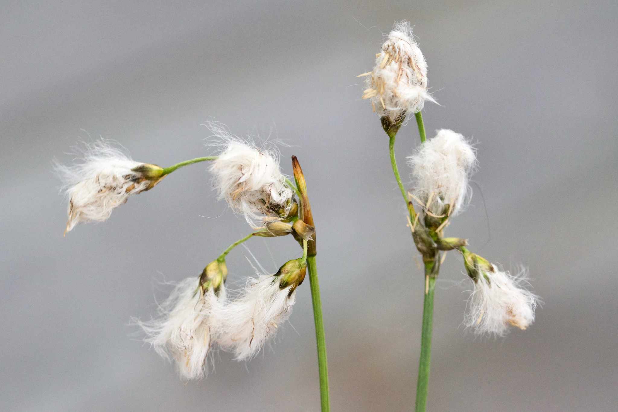 Eriophorum gracile