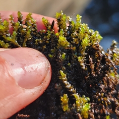 Rhynchostegium aquaticum