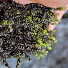 Rhynchostegium aquaticum