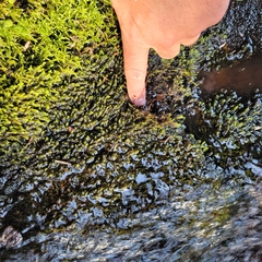 Rhynchostegium aquaticum