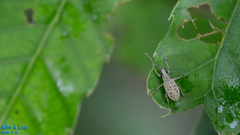 Cyphicerini