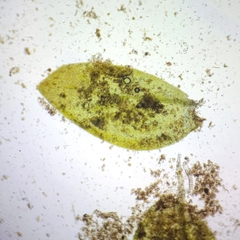 Rhynchostegium aquaticum