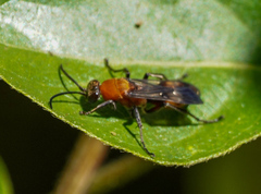 Psorthaspis mariae