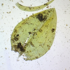 Rhynchostegium aquaticum