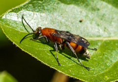 Psorthaspis mariae