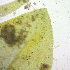 Rhynchostegium aquaticum