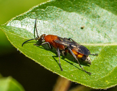Psorthaspis mariae