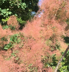 Cotinus