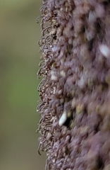 Frullania bolanderi