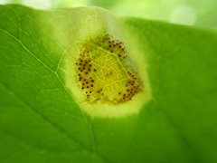 Puccinia dioicae