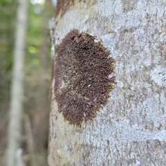 Frullania bolanderi
