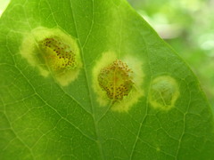 Puccinia dioicae