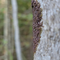 Frullania bolanderi