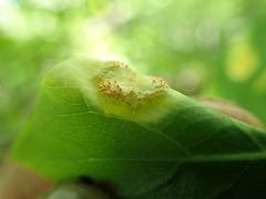 Puccinia dioicae