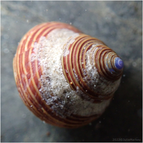 Blue-Ringed Top Snail