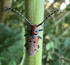 Tetraopes annulatus