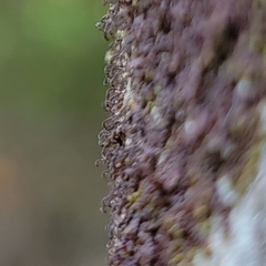 Frullania bolanderi