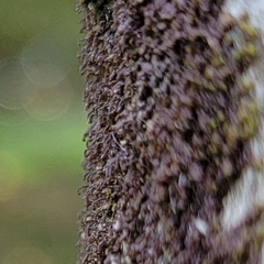 Frullania bolanderi