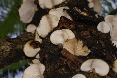 Crepidotus nephrodes