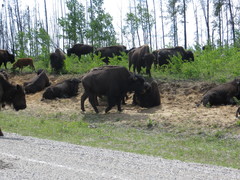 Bison bison athabascae