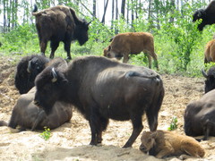 Bison bison athabascae