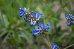 Penstemon watsonii