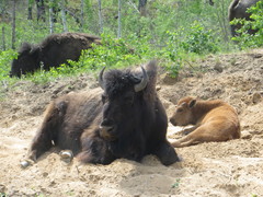 Bison bison athabascae