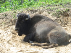 Bison bison athabascae
