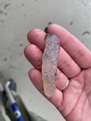 Doryteuthis opalescens