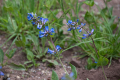 Penstemon watsonii