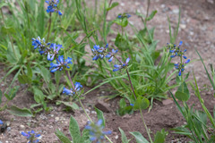 Penstemon watsonii
