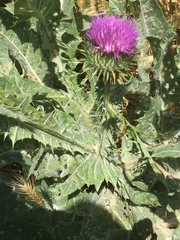 Silybum marianum