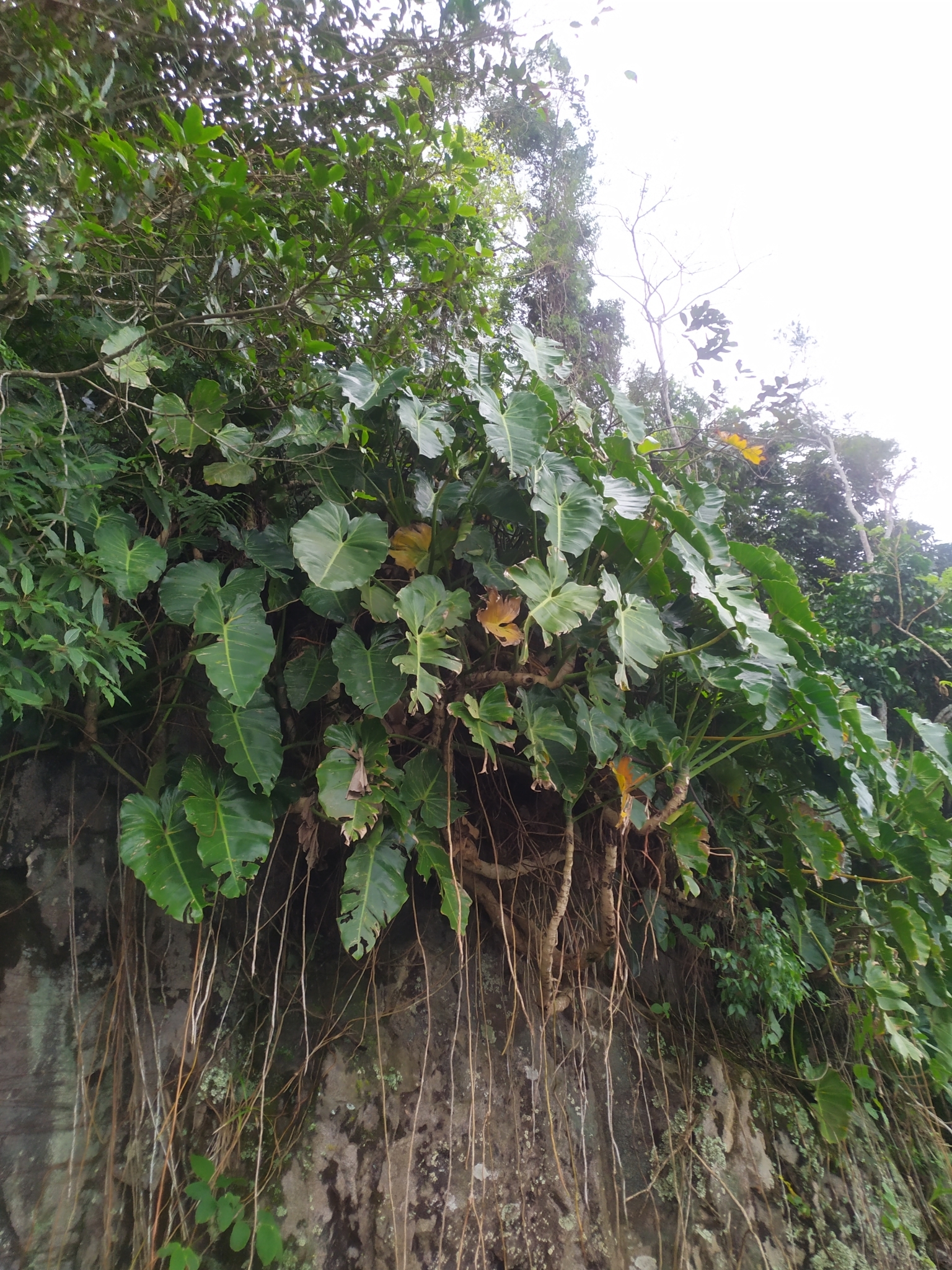 Philodendron giganteum