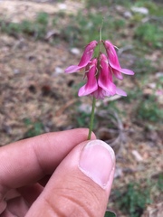 Trifolium brandegeei