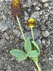 Trifolium badium