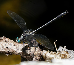 Stenogomphurus rogersi