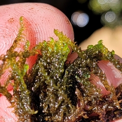 Hygrohypnella ochracea