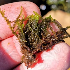 Hygrohypnella ochracea