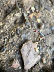 Leptomyrmex rufithorax