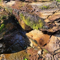 Hygrohypnella ochracea