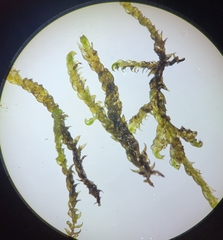 Hygrohypnella ochracea